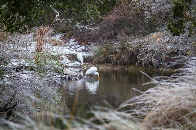 Egrets feeding along Lake Timicau Drive